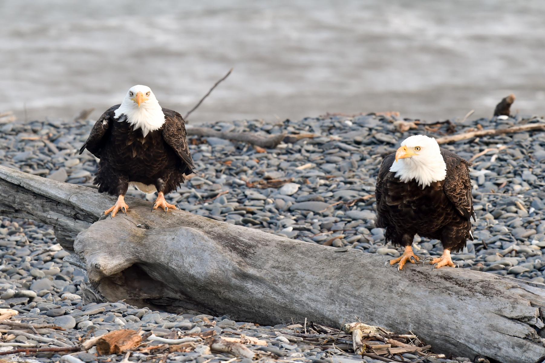 Homer, Alaska