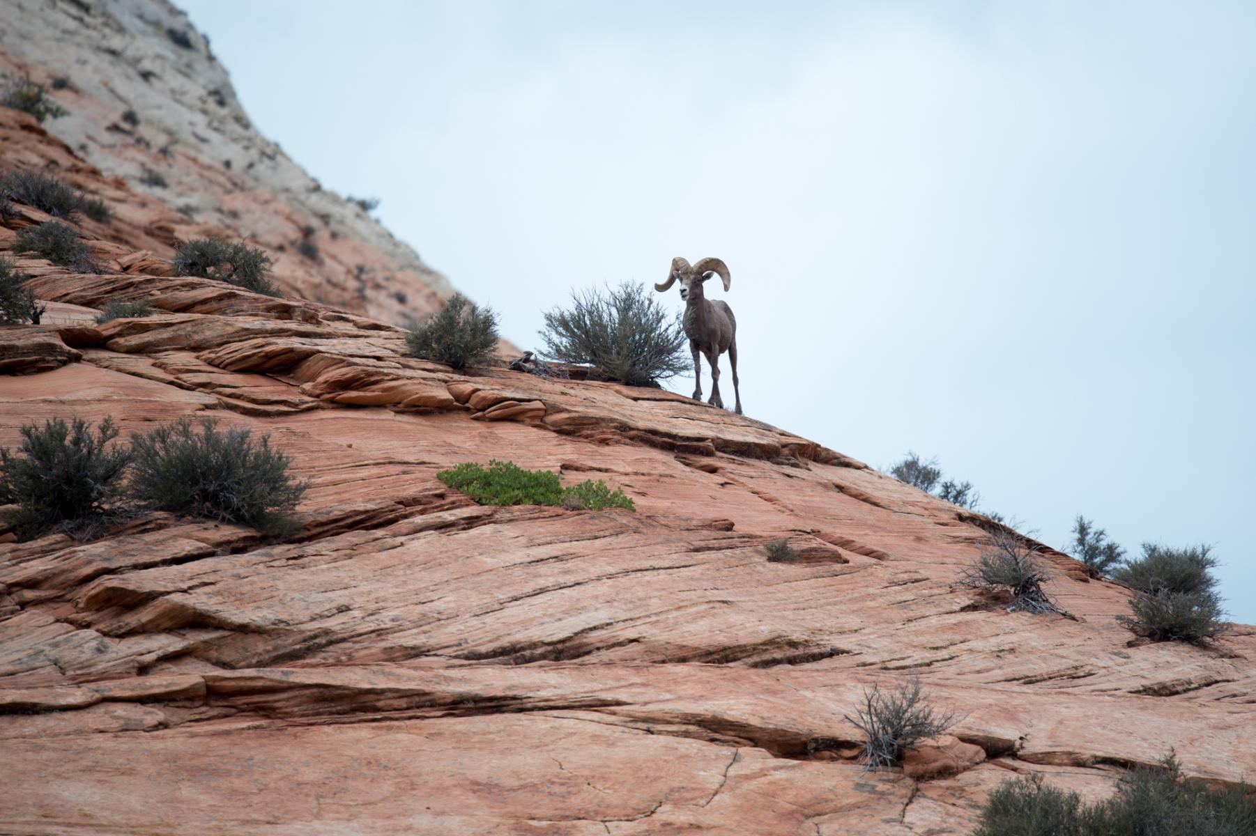 Zion National Park