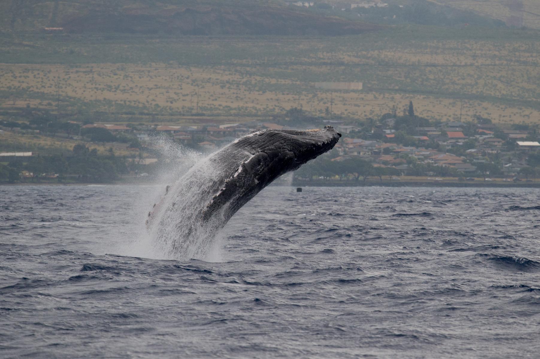 Maui, Hawaii