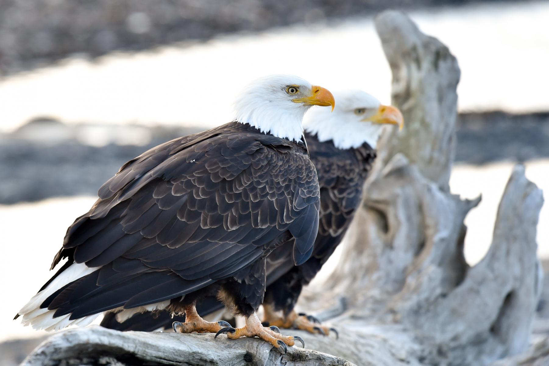 Homer, Alaska