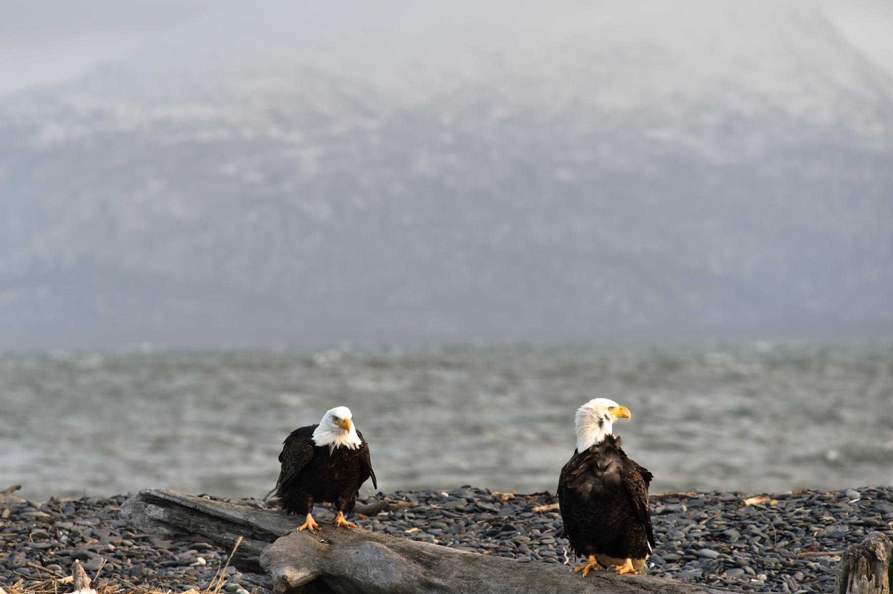 Homer, Alaska