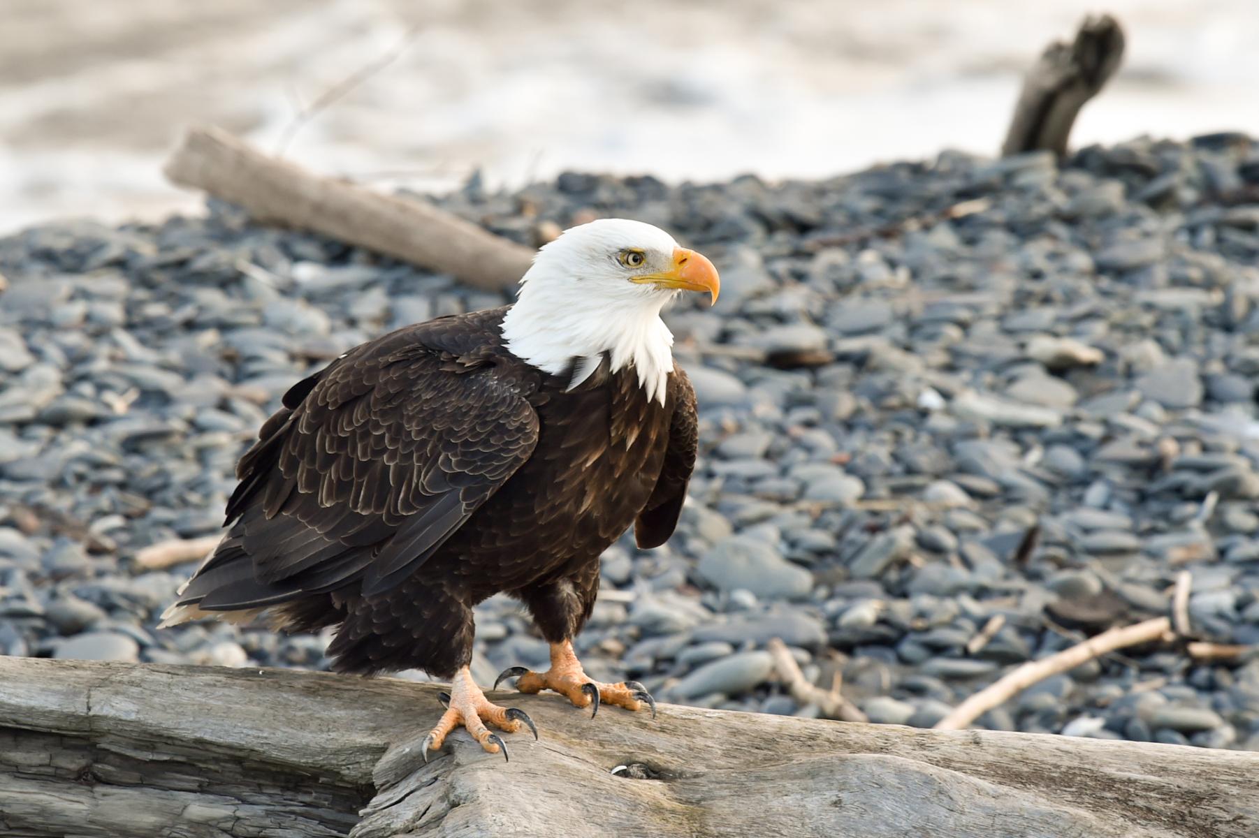 Homer, Alaska