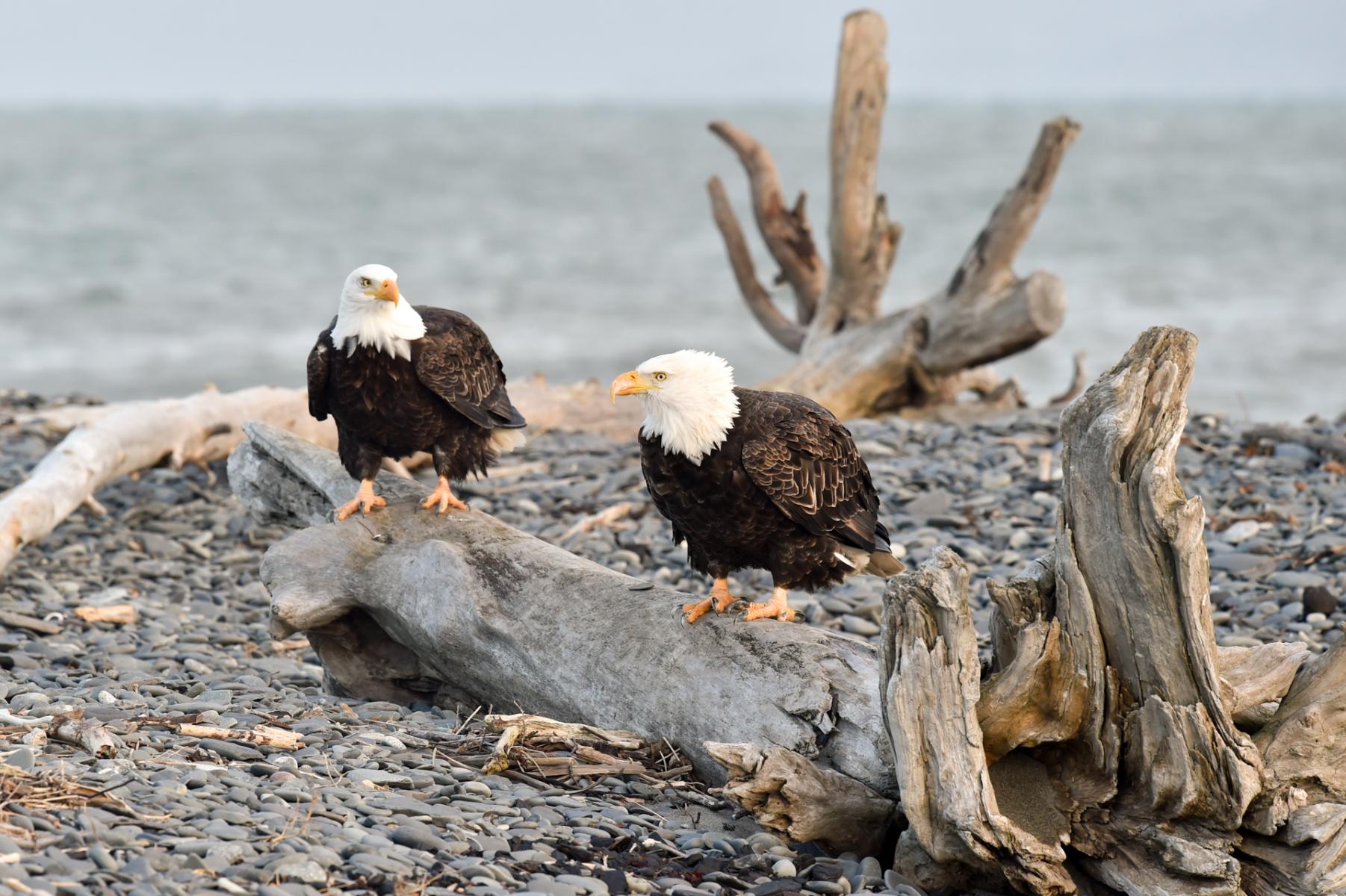 Homer, Alaska