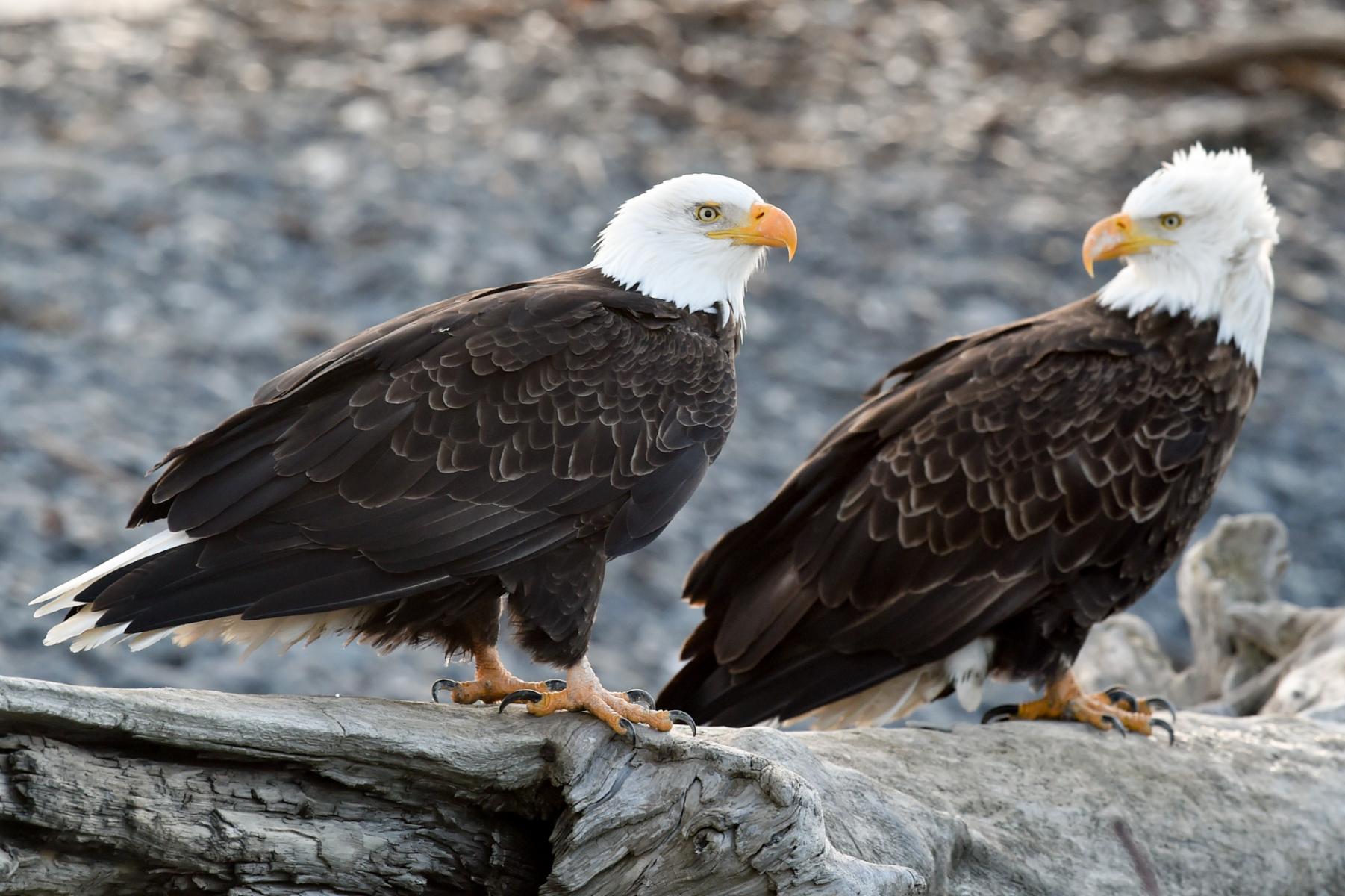 Homer, Alaska