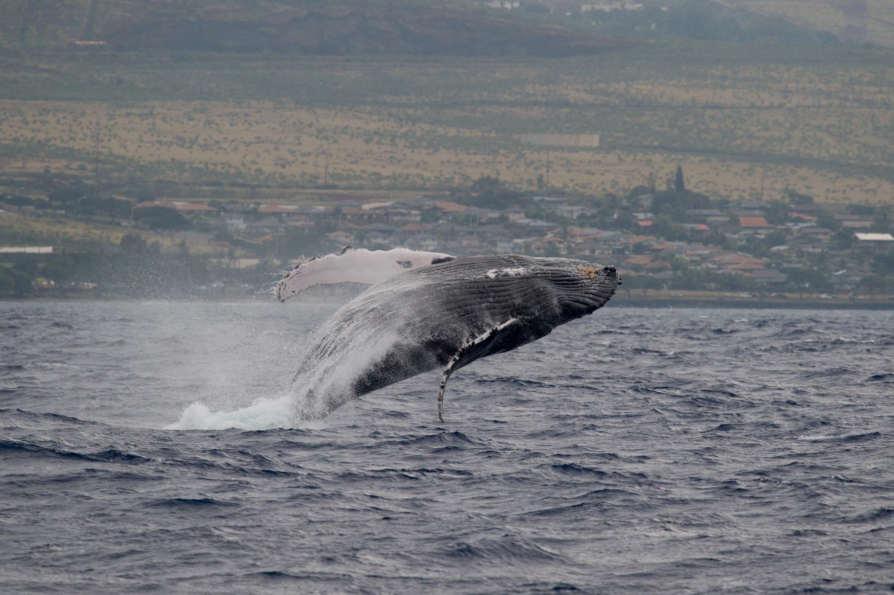 Maui, Hawaii