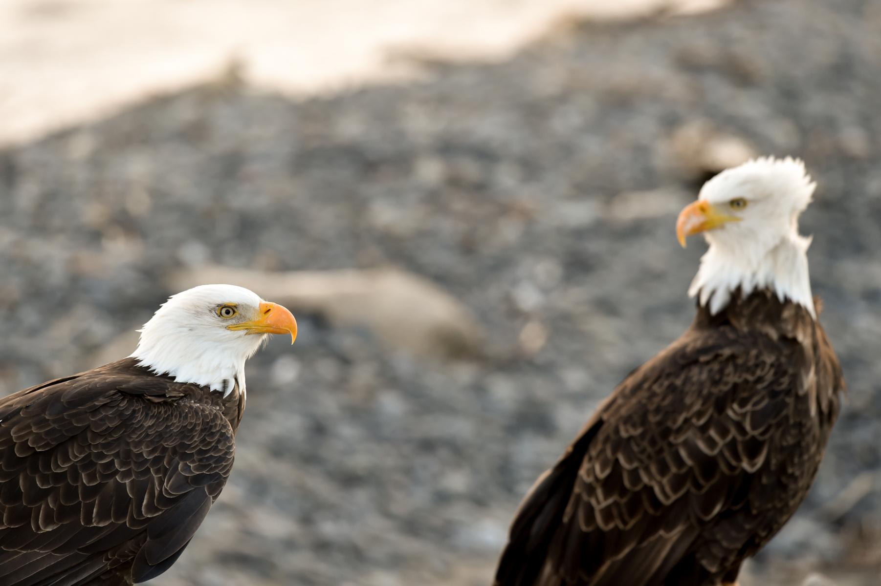 Homer, Alaska